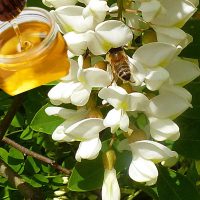 MIEL EN GROS ACACIA