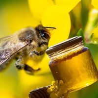 MIEL EN GROS DE PRINTEMPS / COLZA