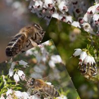 SEAU 40KG MIEL BRUYERE BLANCHE (12.00€/KG)