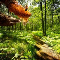 SEAU 40KG MIEL FORET (9.20€/KG)