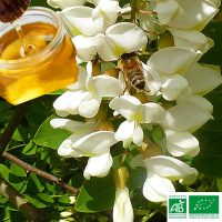 MIEL EN GROS ACACIA BIOLOGIQUE*