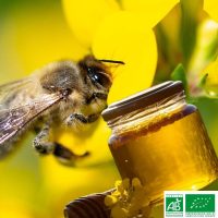MIEL EN GROS DE PRINTEMPS BIOLOGIQUE*