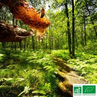 MIEL EN GROS FORET BIOLOGIQUE*
